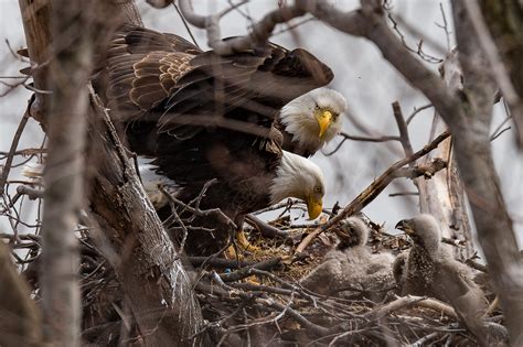 Bald Eagles: The Family Tree | Wild View