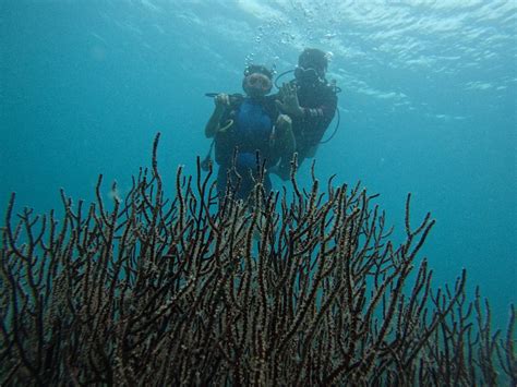 NEMO DIVERS - All You Need to Know BEFORE You Go 2026 (with Photos ...