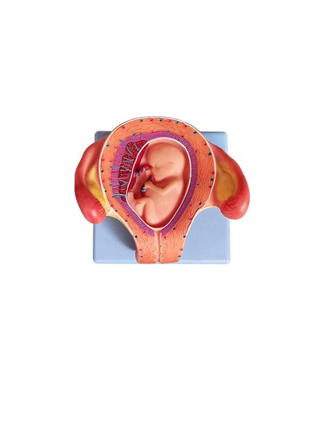 Wellden Medical Anatomical Fetus Development Model 8 India | Ubuy