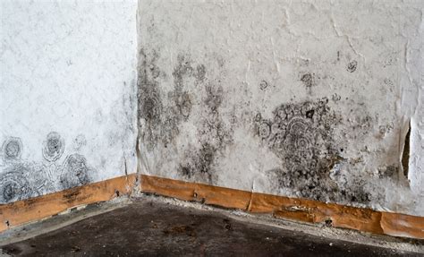 Dampness and Your Health: What You Need to Be Aware Of