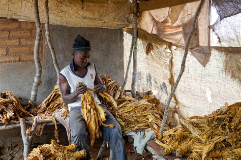 Zimbabwe’s Tobacco Empire, Built On The Back Of Farmers’ Debt - Worldcrunch
