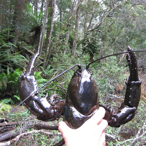 Giant Freshwater Lobster Tasmania