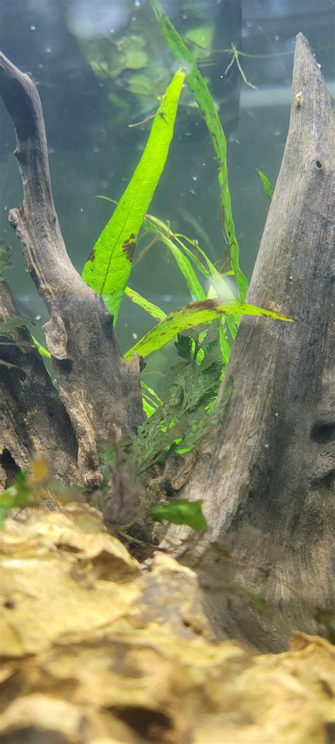 Image result for Brown Java Fern