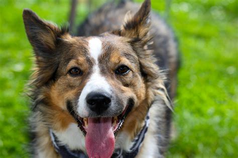 Dog+Knot+Pull+Out+Compilation Photos, Download The BEST Free Dog+Knot ...