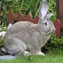 Image result for Funny Animal Pictures Rabbit