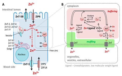 A Guide to Human Zinc Absorption: General Overview and Recent Advances ...