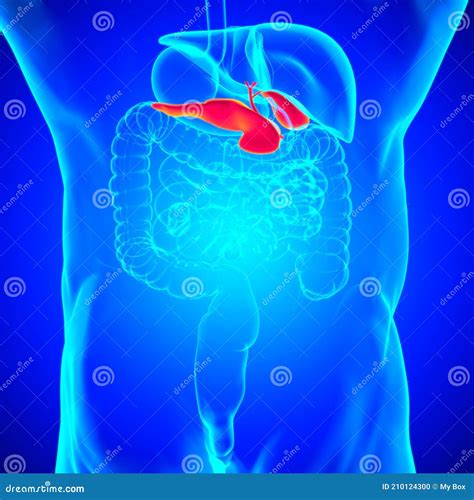 Gall Bladder Human Digestive System Anatomy for Medical Concept 3D ...