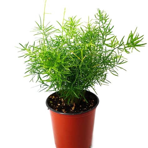Sprengeri Fern - Live Plant in a 6 Inch Grower's Pot - Asparagus Densi ...