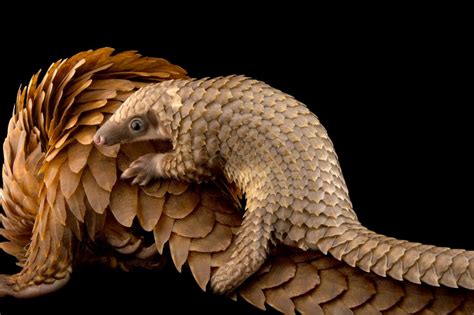 பிப்ரவரி 18 - உலக அலங்கு நாள் 2023: அலங்குகளைக் காப்போம் | February 18 ...