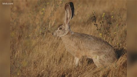 Deadly disease found in two wild jackrabbits in Ada County | ktvb.com