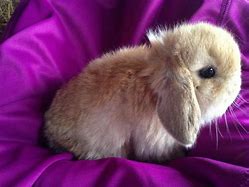 Image result for Cute Holland Lop Bunnies