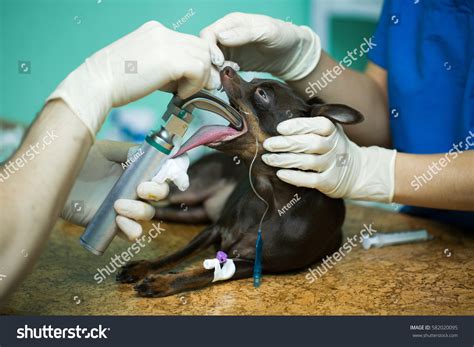 Anesthesia Airway Medicine Given Dog 的图像结果