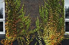 Climbing Plants On Walls by Best Vines For Brick Walls Tips On Choosing Vines For Climbing Plants On Walls