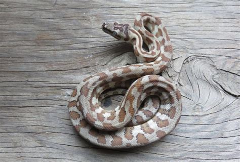 Image result for Carpet Python Heat Zones
