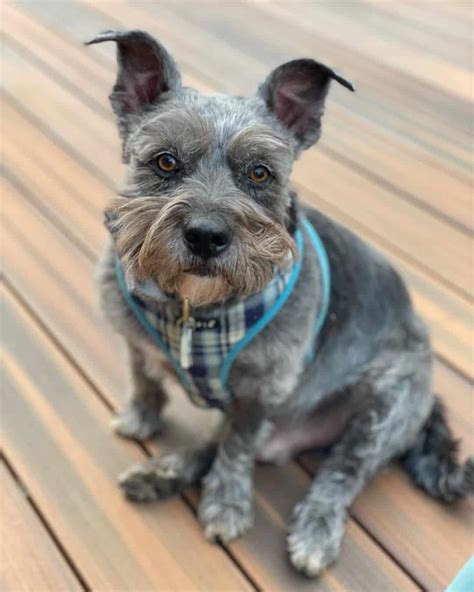 Schnauzer Terrier Mix: A Proud Dog Breed With A Suitable Attitude