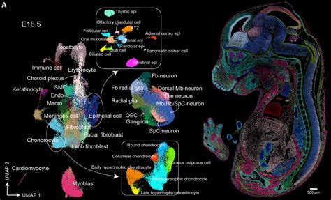 Spatial Transcriptome Mouse Embryo Development 的图像结果