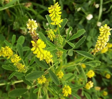 Trigonella officinalis (L.) Coulot & Rabaute