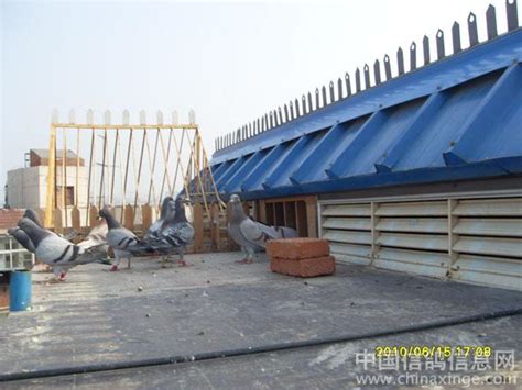 家乡的风景和我新建赛鸽棚--中国信鸽信息网相册