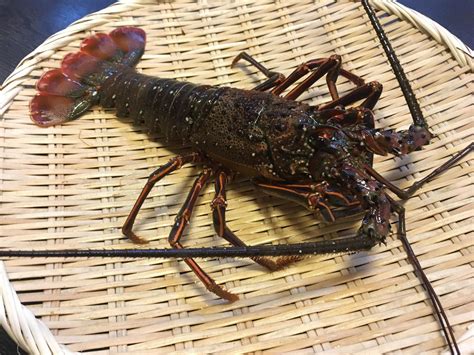 オンスからグラムへの換算方法・早見表｜ポンド・キロ・リットル・ガロン | 釣りラボマガジン