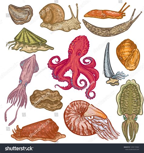 The Animals In Phylum Mollusca