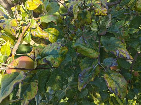 Seems a fungus has spread through all my outdoor plants. Vines, apple tree mint, flowers. Any ...