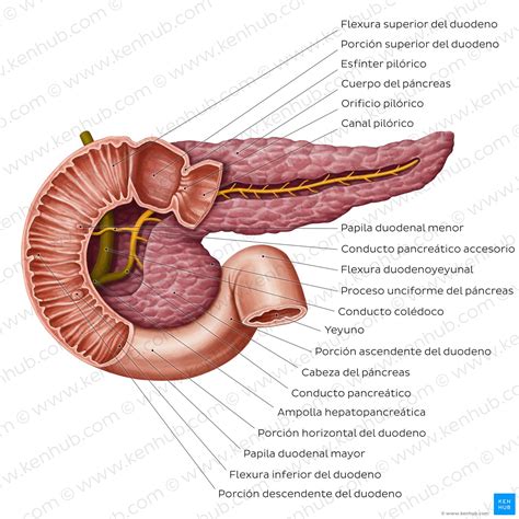 Pancreas endocrino: Todo lo que necesitas saber sobre su anatomía y ...