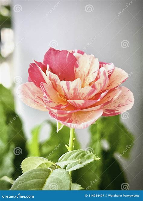 Neil Diamond Rose Plant,deep Pink Color with Stripe Petals Stock Image ...