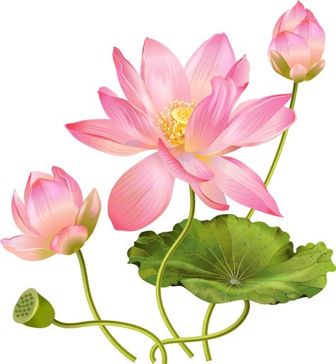 Lotus flower PNG transparent image download, size: 3698x3999px