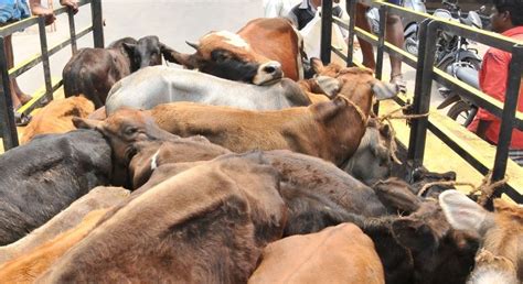 Eyeing Polls In Gujarat, Govt Is Likely To Lift Ban On Cattle Trade For ...