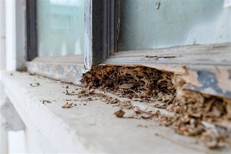 Termite Territory is Expanding in Alabama—The Basics of Termite Control ...