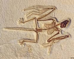 Examples of Evolution in Fossils - Evolution & DNA