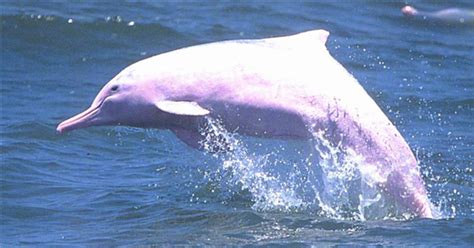 最强科普！关于三娘湾白海豚的“三生三世”