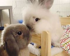 Image result for Cute Fluffy Baby Bunnies