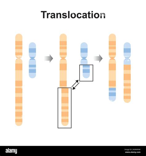 DNA Mutation 的图像结果
