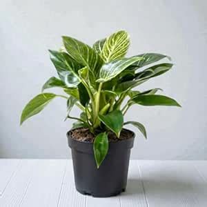 IndNursery Philodendron Birkin Indoor Houseplant – Live Green with Grow ...