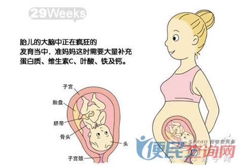 怀孕第29周准妈妈保健需知 - 怀孕第29周天胎儿发育图 - 怀孕第29周要吃什么 - 怀孕第29周注意什么 - 怀孕第29周介绍
