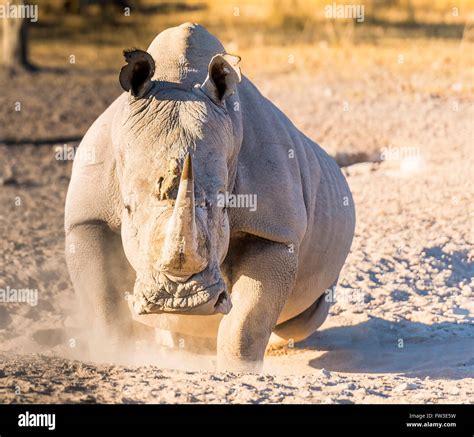 Charging Rhino Prey