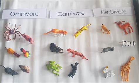 Omnivore Carnivore Herbivore Carnivores Herbivores