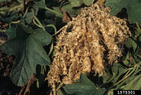 root-knot nematode (Genus Meloidogyne)