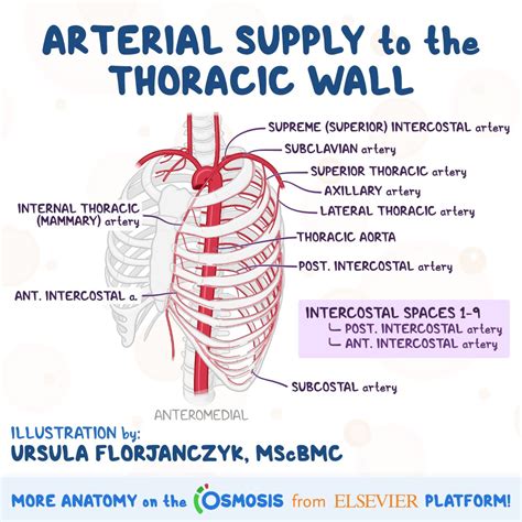 Posterior Intercostal Arteries