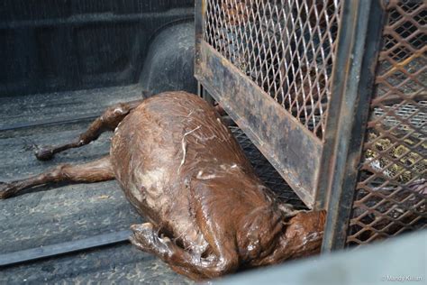 Image result for Feeding Python Live Goat