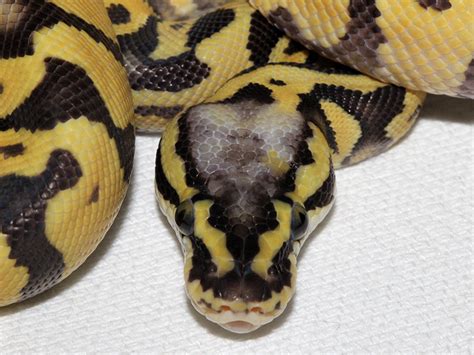 Image result for Congo Ball Python