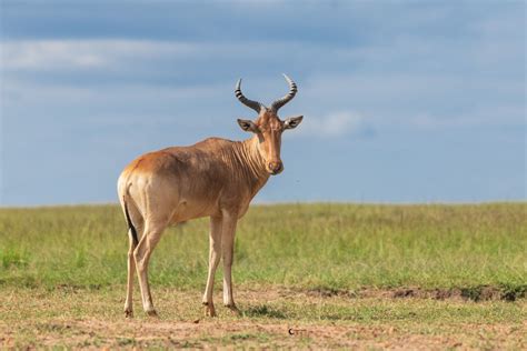The Top 10 Largest Antelope Species in Africa | Wildlife Tours