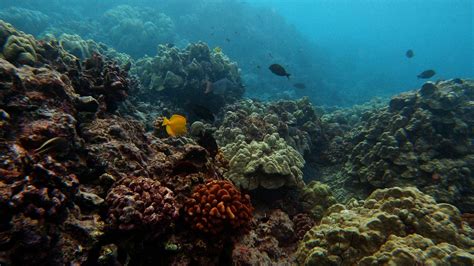Hawaii's coral reefs are in peril. What researchers are doing to ...