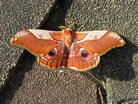 Giant Silkworm Moth