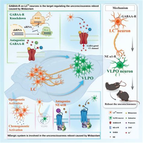 Neural mechanism of rebooting the unconsciousness caused by midazolam | bioRxiv