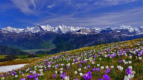 Bing Spring Wallpaper 的图像结果