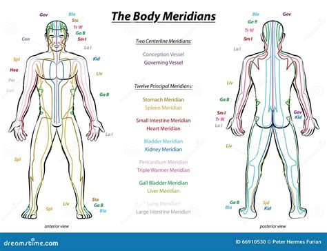 Meridian System Description Chart Male Body Stock Vector - Illustration ...