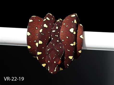 Image result for Python Breeding Colors