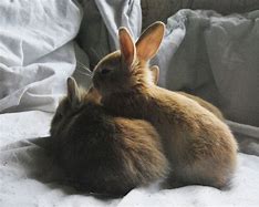 Image result for Baby Rabbit Art